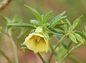 Physalis longifolia var. longifolia