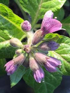 Physochlaina orientalis