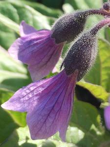 Physochlaina orientalis