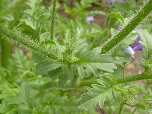 Schizanthus pinnatus
