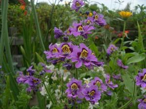 Schizanthus pinnatus