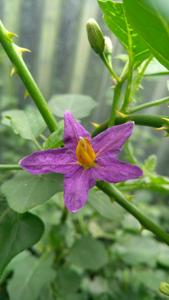 Solanum trilobatum