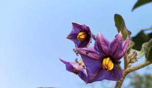 Solanum melongena