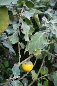 Solanum melongena