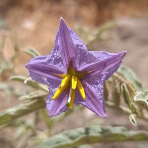 Solanum elaeagnifolium