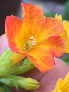 Streptosolen jamesonii