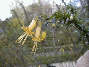 utils/thumbs/Solanaceae/Vestia_ftBSXEALXzZLmuknEboSbh.jpg