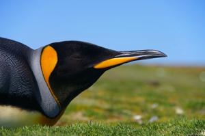 Aptenodytes patagonicus patagonicus