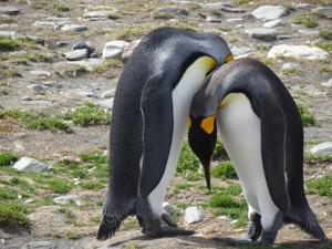 Aptenodytes patagonicus