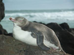 Megadyptes antipodes