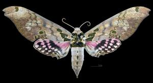 utils/thumbs/Sphingidae/Adhemarius_RhqGBBUsHTaE86FZrBSsSN.jpg