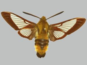 utils/thumbs/Sphingidae/Hemaris_NmafEdbzUKhGt7WeDJWwd9.jpg