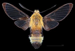 Hemaris diffinis