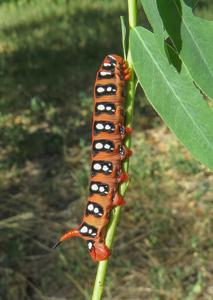 Hyles euphorbiae lucida