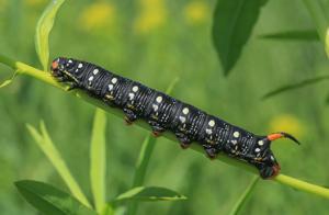 Hyles euphorbiae lucida