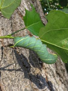Laothoe populi populetorum
