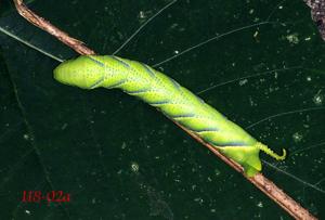 Adhemarius gannascus