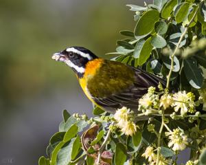 Spindalis portoricensis