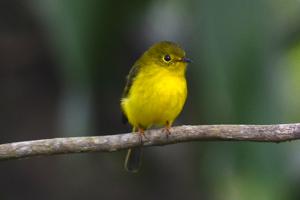 Culicicapa helianthea