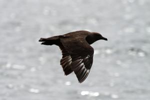 Stercorarius maccormicki