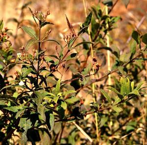 Bowkeria verticillata