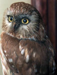 utils/thumbs/Strigidae/Aegolius_KoU7koPHB9PoLFCQxrsSKA.jpg