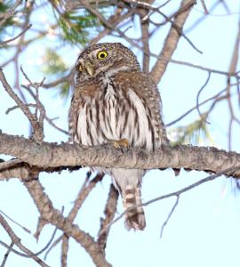 Glaucidium californicum