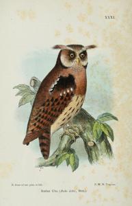 utils/thumbs/Strigidae/Jubula_UmyHBFdp5skAEonHenFSGz.jpg