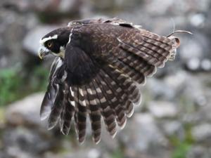 Pulsatrix perspicillata