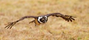 Pulsatrix perspicillata