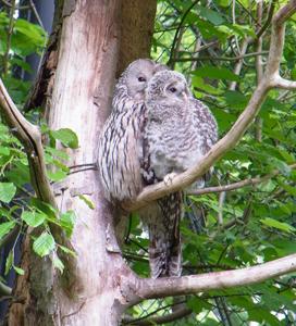Strix uralensis