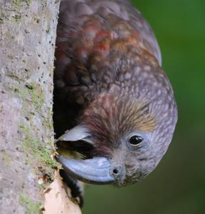 Nestor meridionalis meridionalis