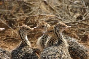 Struthio molybdophanes