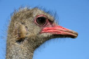 Struthio molybdophanes