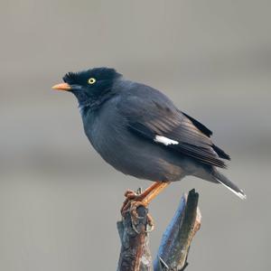 Acridotheres fuscus