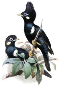 utils/thumbs/Sturnidae/Basilornis_FXBAZgjM3ik8KR39vnBukM.jpg