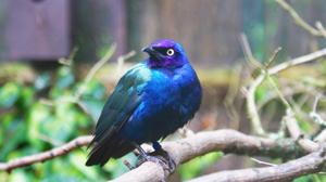 Lamprotornis purpureus