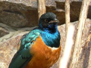 Lamprotornis superbus