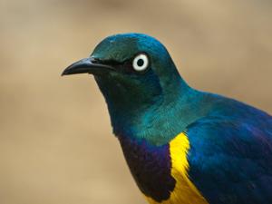 Lamprotornis regius