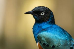 Lamprotornis superbus