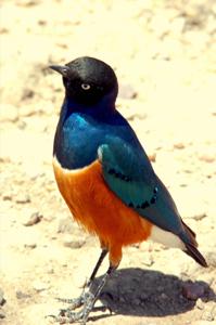 Lamprotornis superbus