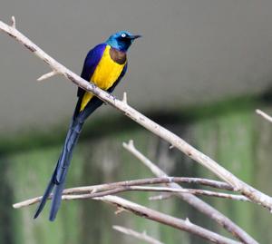 Lamprotornis regius