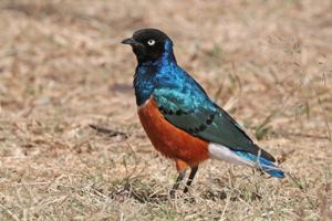 Lamprotornis superbus