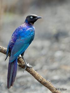 Lamprotornis purpuroptera