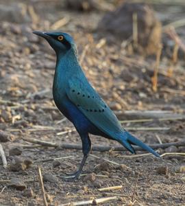 Lamprotornis chloropterus
