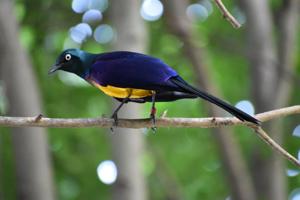 Lamprotornis regius