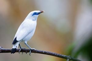 utils/thumbs/Sturnidae/Leucopsar_f2JShzWnd9YWjrwNYjw4Yj.jpg