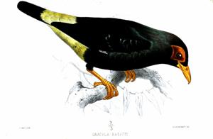 utils/thumbs/Sturnidae/Mino_6U7KcpGMSh6PFHCBonBLBs.jpg