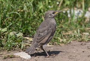 Sturnus vulgaris porphyronotus
