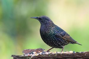 Sturnus vulgaris